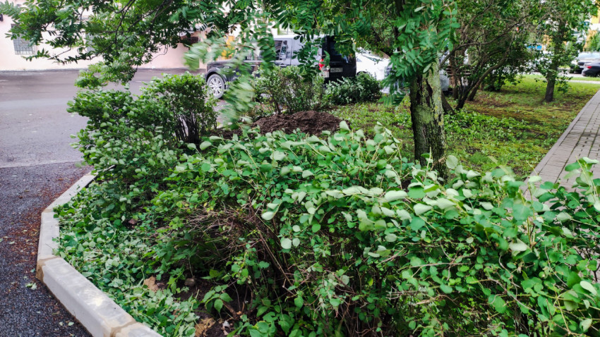 Кустарники и деревья во дворе с обрезанными ветками на земле у бордюра