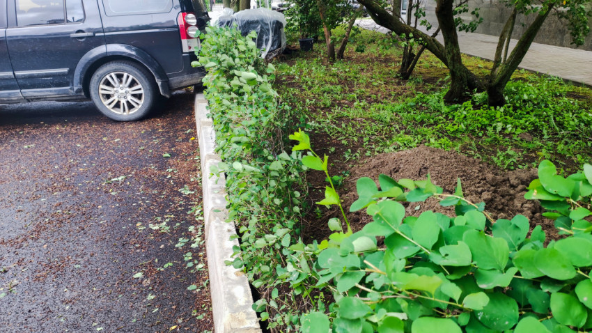 Край парковки у бордюра с кустарником, кучей земли и деревьями во дворе