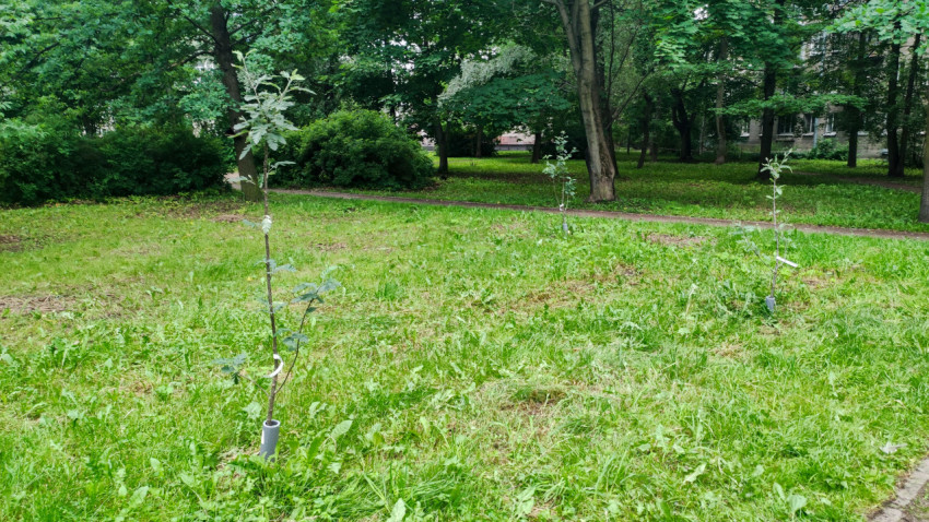 Молодые деревья с бирками на газоне в жилом дворе