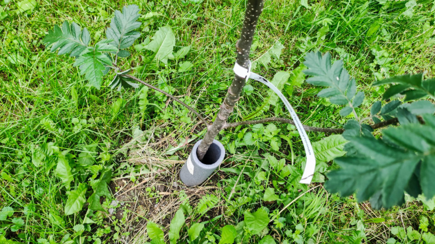 Саженец с защитным стаканом и белой биркой на стволе, крупный план