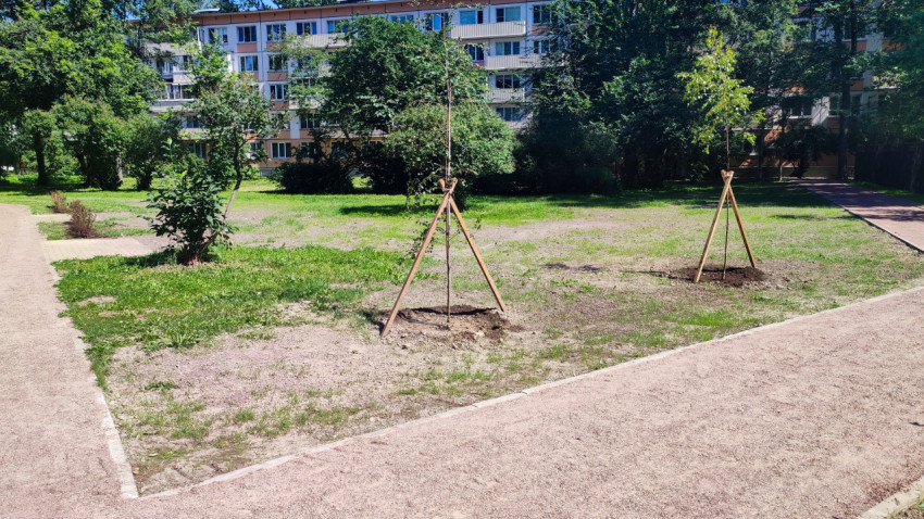 Молодые деревья на деревянных подпорках высажены в дворе рядом с новыми дорожками