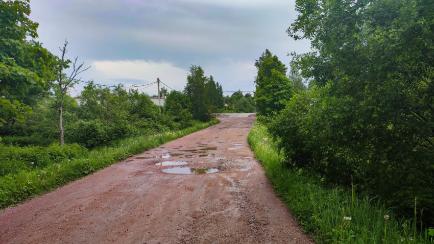 Грунтовая дорога с лужами среди летней зелени