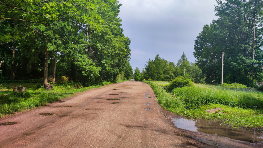 Дорога с выбоинами и лужей у лесной обочины