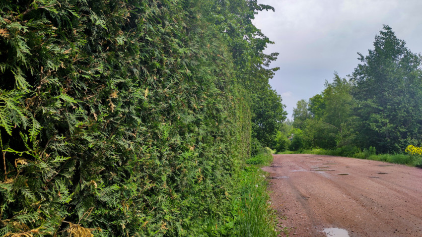 Грунтовая дорога у живой изгороди с лужами на повороте