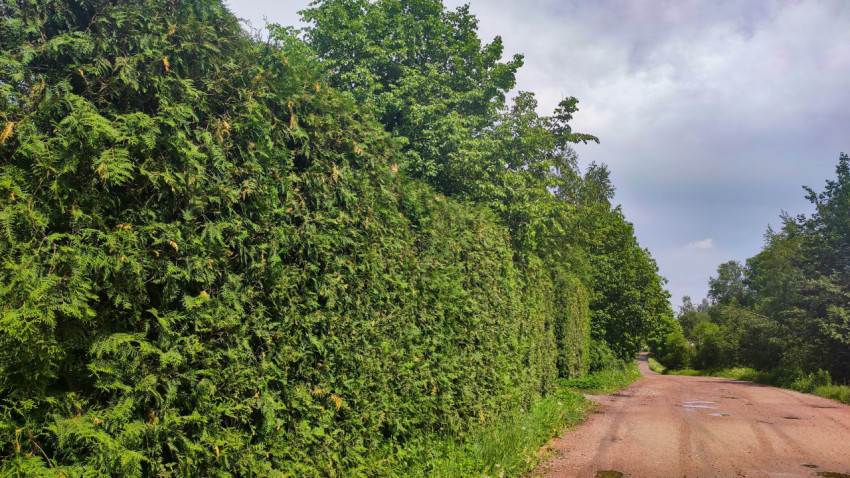 Плотная живая изгородь вдоль дороги после дождя