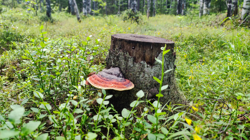 Пень в лесу с крупным грибом-трутовиком у основания