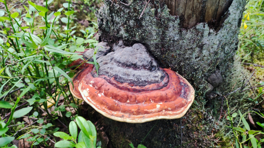 Крупный план трутовика на пне среди лесных растений и мха