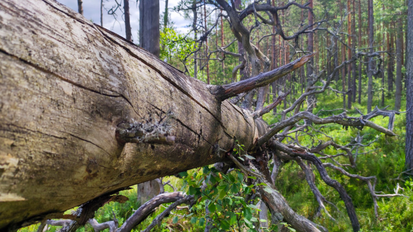 Крупный план поваленного ствола с сухими ветвями в хвойном лесу