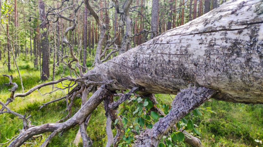 Фактура ствола поваленного дерева и переплетение сухих ветвей в сосняке