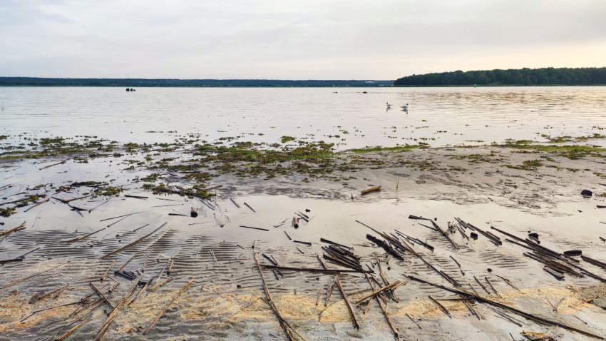 Мелководный берег озера с водорослями, плавающими чайками и ветками на влажном песке