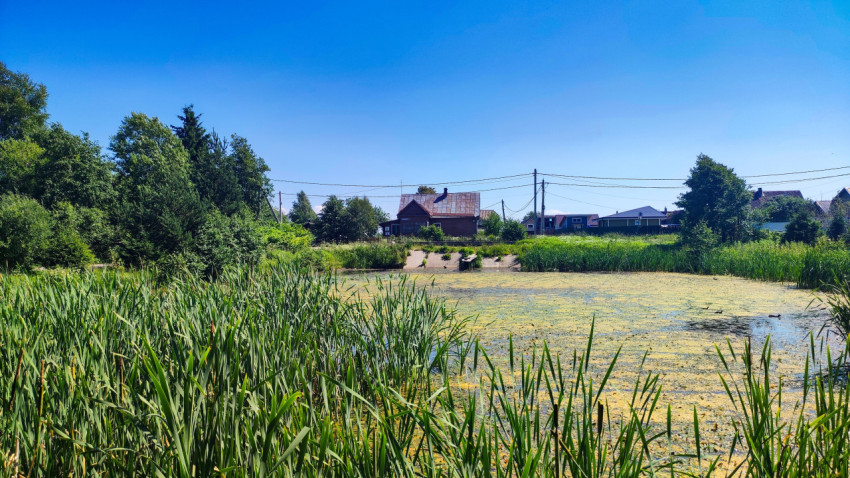 Пруд с ряской и камышом на фоне домов и линий электропередачи