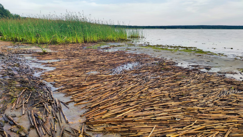 Кромка озера с ковром из тростниковых стеблей у камышовой полосы и спокойной водой