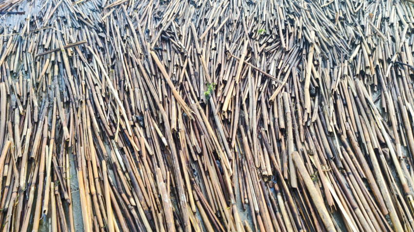 Крупный план плавающих тростниковых стеблей, собранных в плотный слой на мелководье