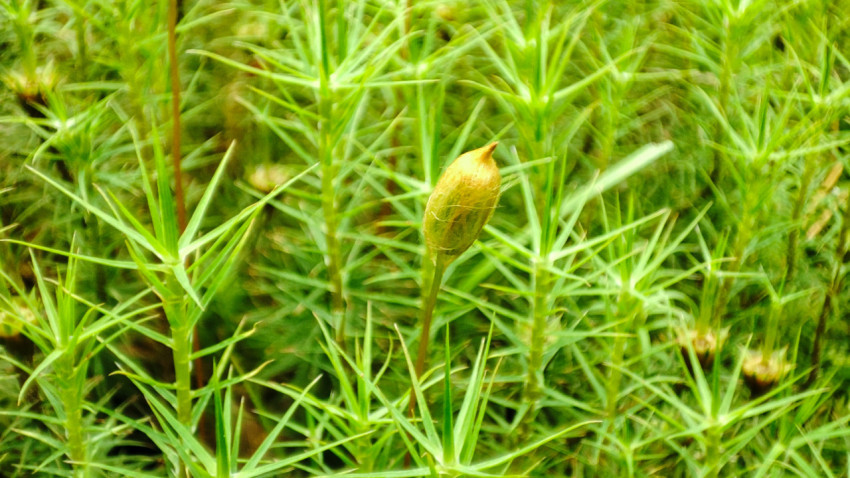 Коробочка спорофита мха на ножке в окружении зелёных побегов