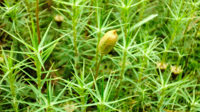 Спороносная коробочка мха в фокусе на фоне плотного зелёного ковра