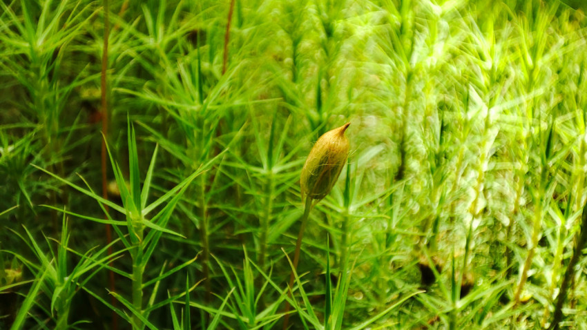 Коробочка спорофита мха на фоне мха и мягкого зелёного боке