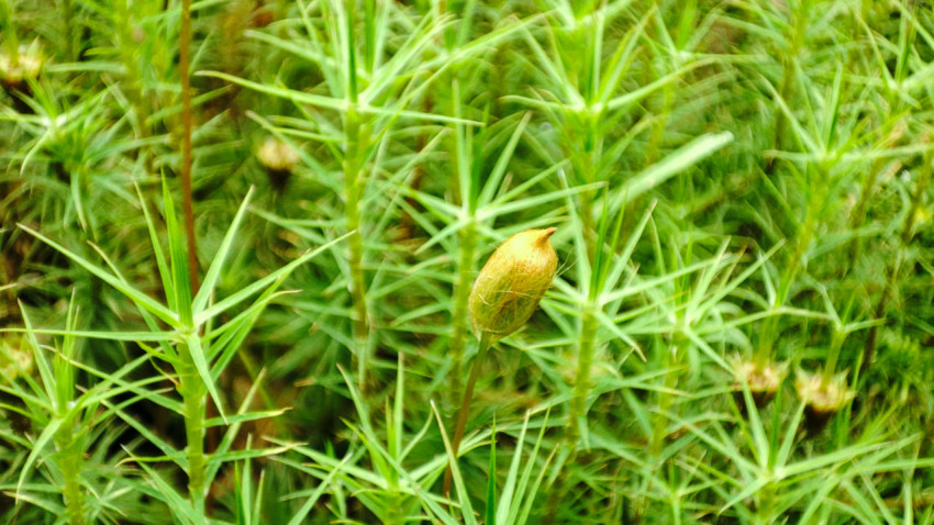 Макросъёмка коробочки мха на ножке среди зелёных побегов