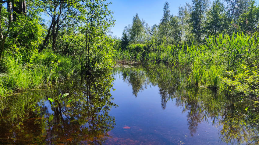 Тихая лесная заводь с отражением деревьев и зарослями камыша в солнечный день