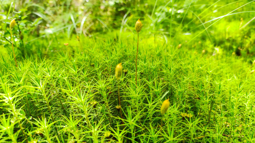 Лесной мох с поднятыми спороносными ножками и коробочками на поляне