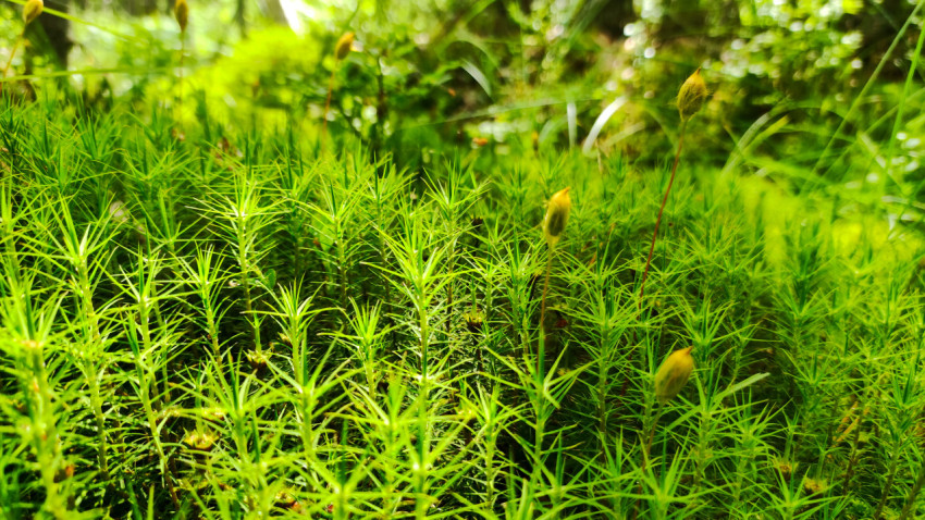 Куртина лесного мха с коробочками спорофитов в солнечном свете