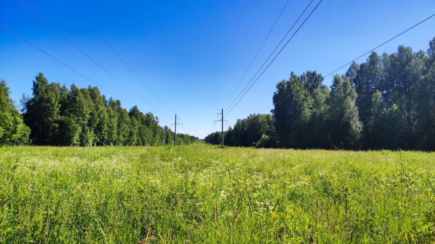 Просека линии электропередачи с опорами и проводами над цветущим лугом на фоне леса