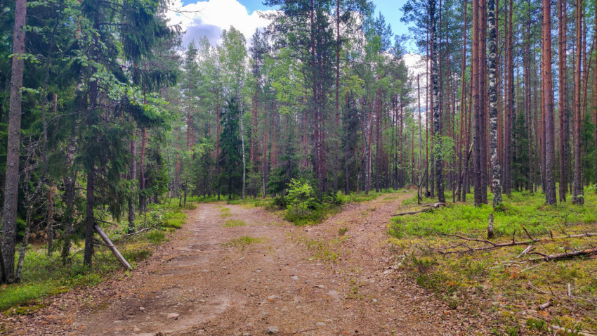Развилка лесной грунтовой дороги среди сосен, елей и берёз