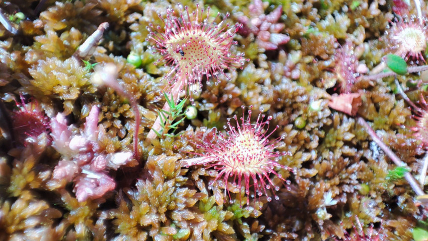 Росянка на сфагнуме с каплями на ловчих волосках, макро