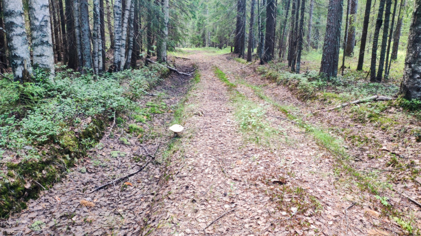 Лесная колея с берёзами и грибом у края тропы