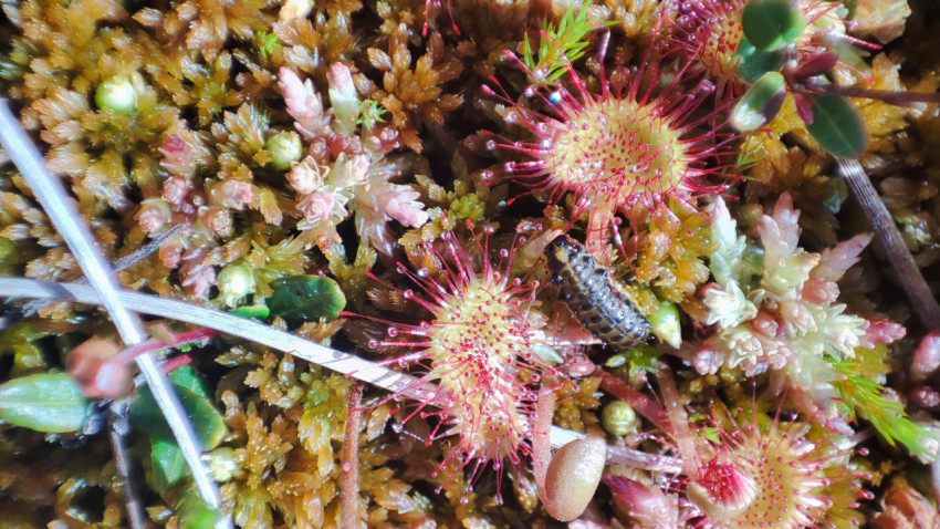 Росянка и личинка насекомого на мхе среди болотной растительности, макро