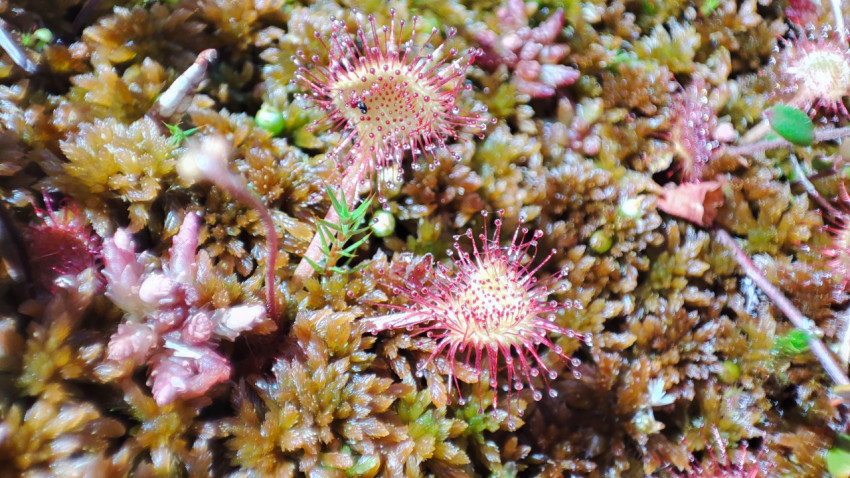 Два листа росянки на моховом покрове, макросъёмка