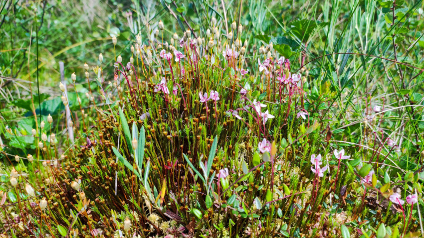 Цветки клюквы обыкновенной на болотной кочке среди мха и травы
