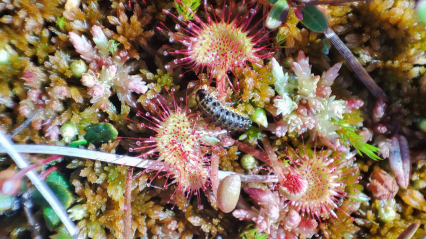 Личинка насекомого рядом с росянкой на сфагнуме, крупный план