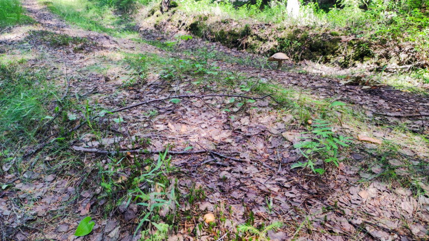 Лесная подстилка у колеи с грибом и молодой травой