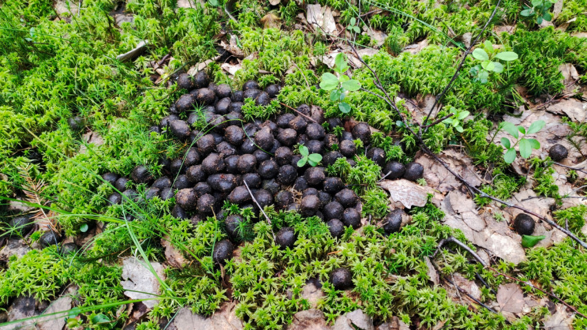 Скопление тёмных гранул помёта на мху и листьях в лесу