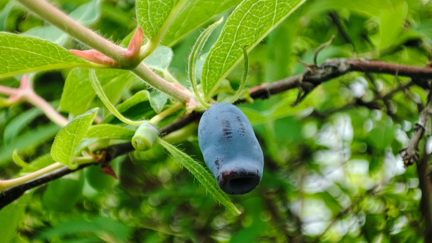 Одна ягода жимолости на ветке крупным планом