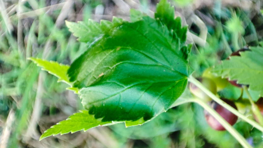 Лист смородины на ветке в мягком фокусе на фоне травы и садовой зелени