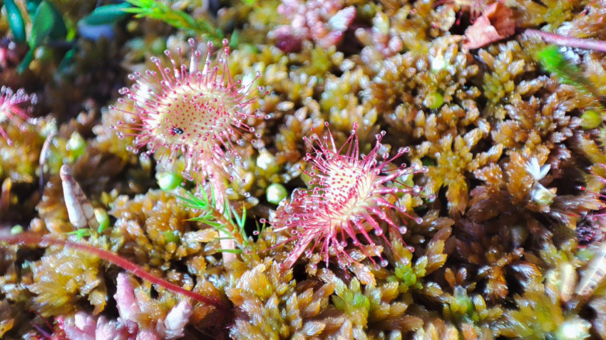 Росянка на ковре сфагнума среди болотного мха крупным планом