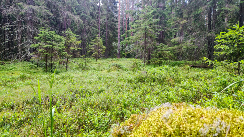 Лесная поляна с молодыми елями и ковром низкой растительности