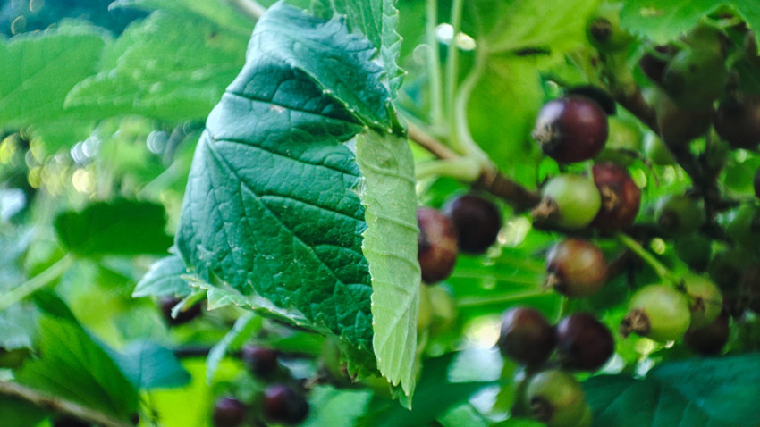 Гроздь ягод смородины на ветке среди зелёных листьев в летнем саду