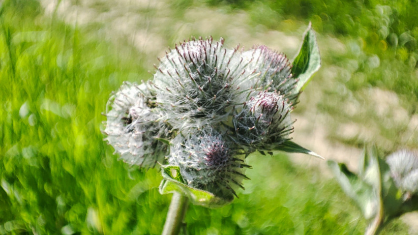 Соцветия лопуха с паутинкой в макросъемке на размытом травянистом фоне