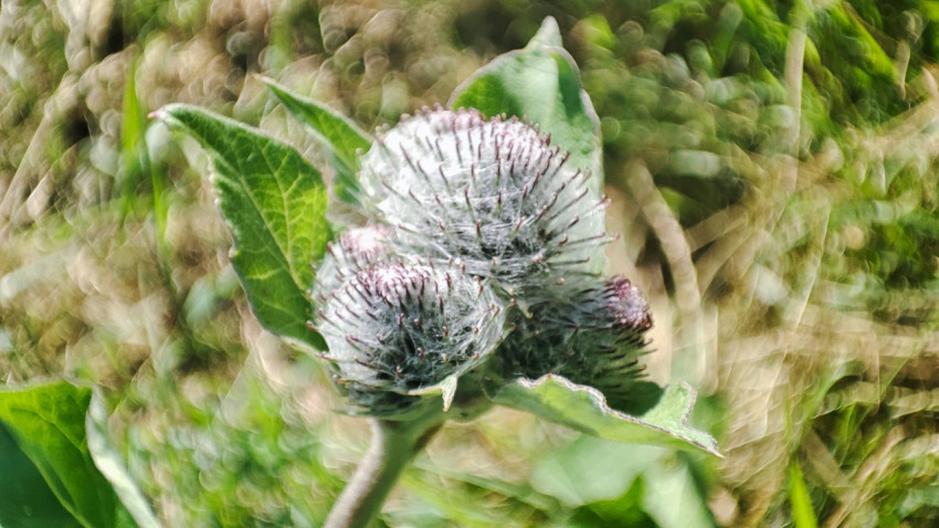 Соцветия репейника и листья в крупном плане на фоне сухой травы