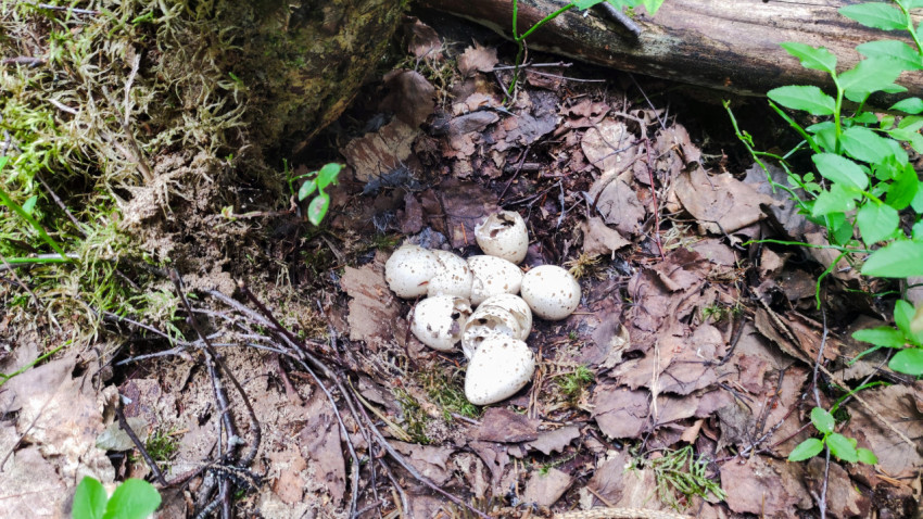 Кладка птичьих яиц на лесной подстилке рядом с поваленным бревном