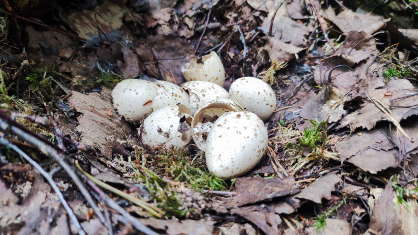 Крупный план птичьих яиц с крапинками на лесной подстилке