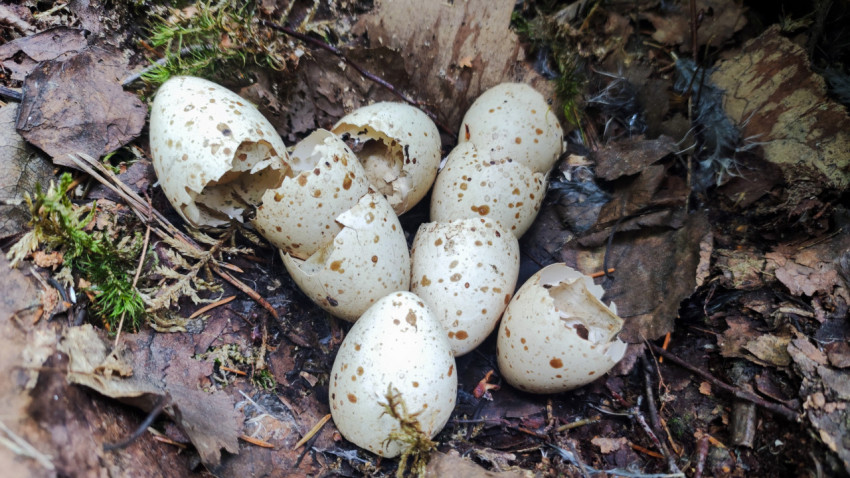 Скорлупа птичьих яиц на лесной подстилке среди листьев и мха