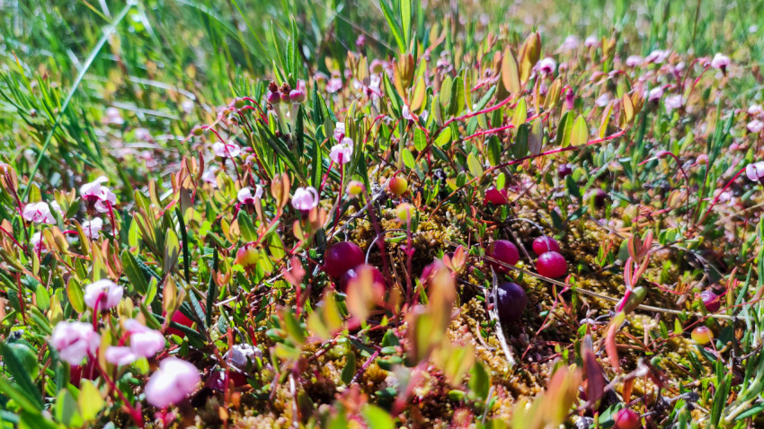 Клюква с цветками и листьями на болотной кочке в естественной среде