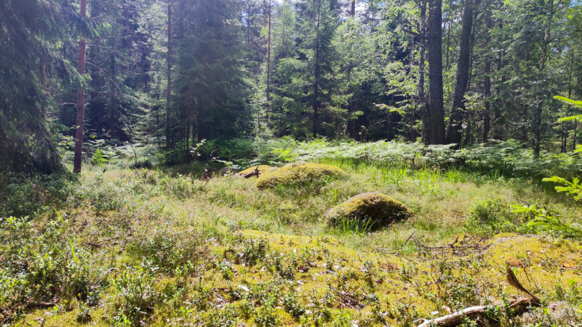 Мшистая поляна в лесу с валунами и зарослями папоротника