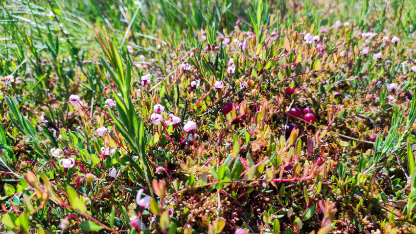 Цветущая клюква среди мха и трав на болотной кочке