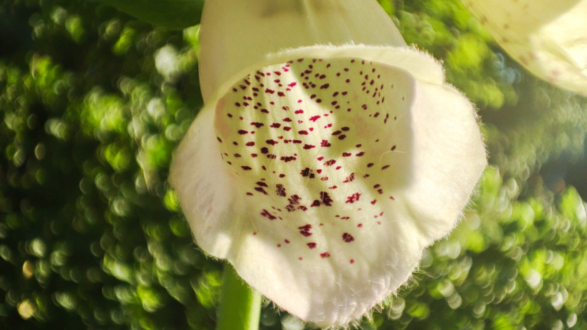 Крупный план цветка наперстянки жёлтой Digitalis lutea с пятнами внутри венчика