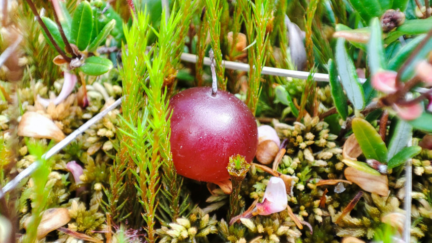 Ягода клюквы на сфагнуме среди болотной растительности, макро