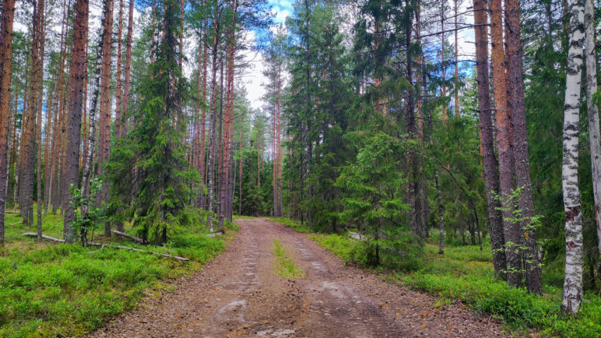 Грунтовая лесная дорога среди сосен, елей и берёз